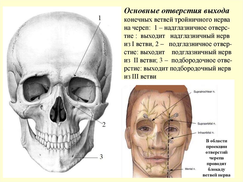 Основные отверстия выхода конечных ветвей тройничного нерва на череп: 1 – надглазничное отверс- тие : выходит надглазничный