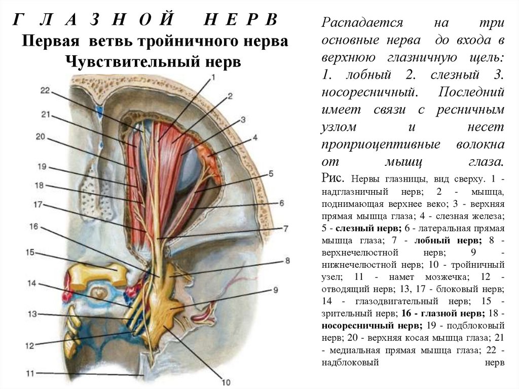 Распадается на три основные нерва до входа в верхнюю глазничную щель: 1. лобный 2. слезный 3. носоресничный. Последний имеет