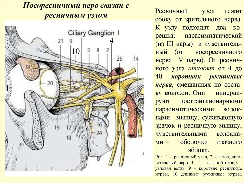 Ресничный узел лежит сбоку от зрительного нерва. К узлу подходят два ко- решка: парасимпатический (из III пары) и чувствитель-