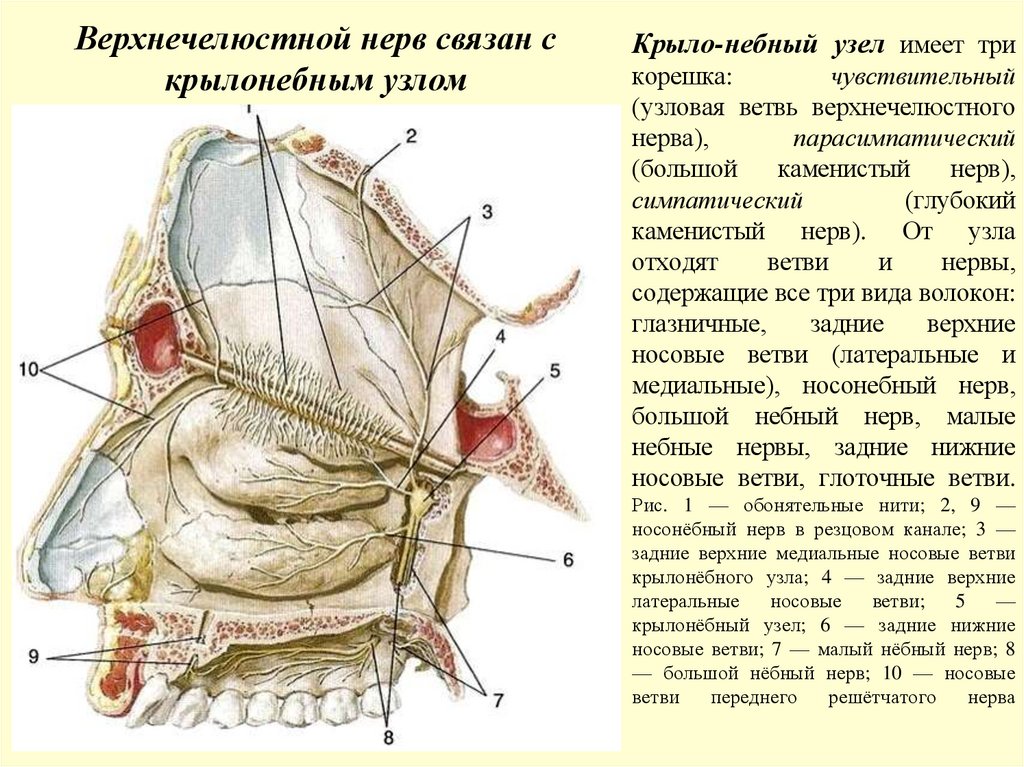 Крыло-небный узел имеет три корешка: чувствительный (узловая ветвь верхнечелюстного нерва), парасимпатический (большой