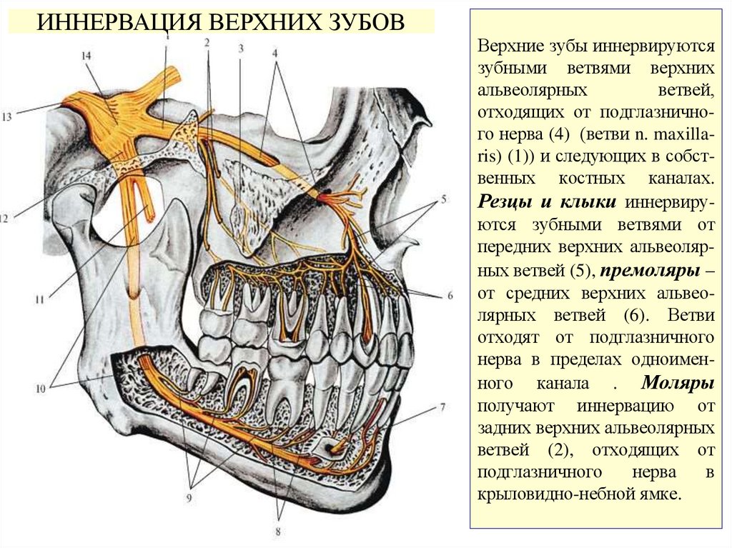 Верхние зубы иннервируются зубными ветвями верхних альвеолярных ветвей, отходящих от подглазнично- го нерва (4) (ветви n.
