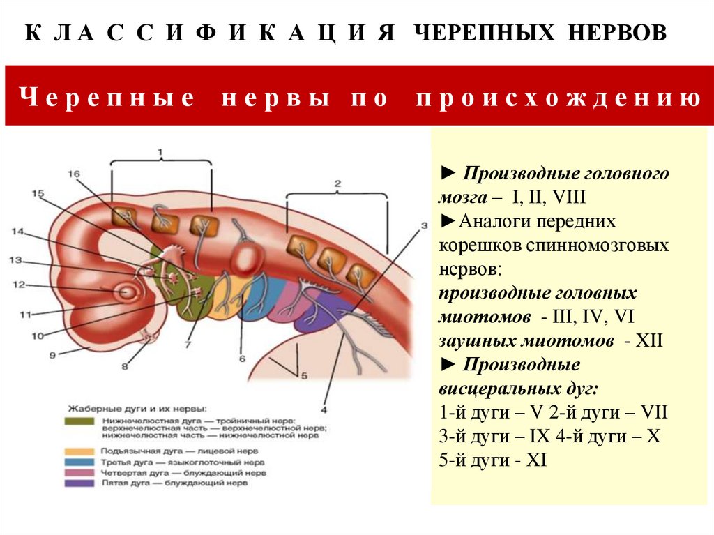 ► Производные головного мозга – I, II, VIII ►Аналоги передних корешков спинномозговых нервов: производные головных миотомов -