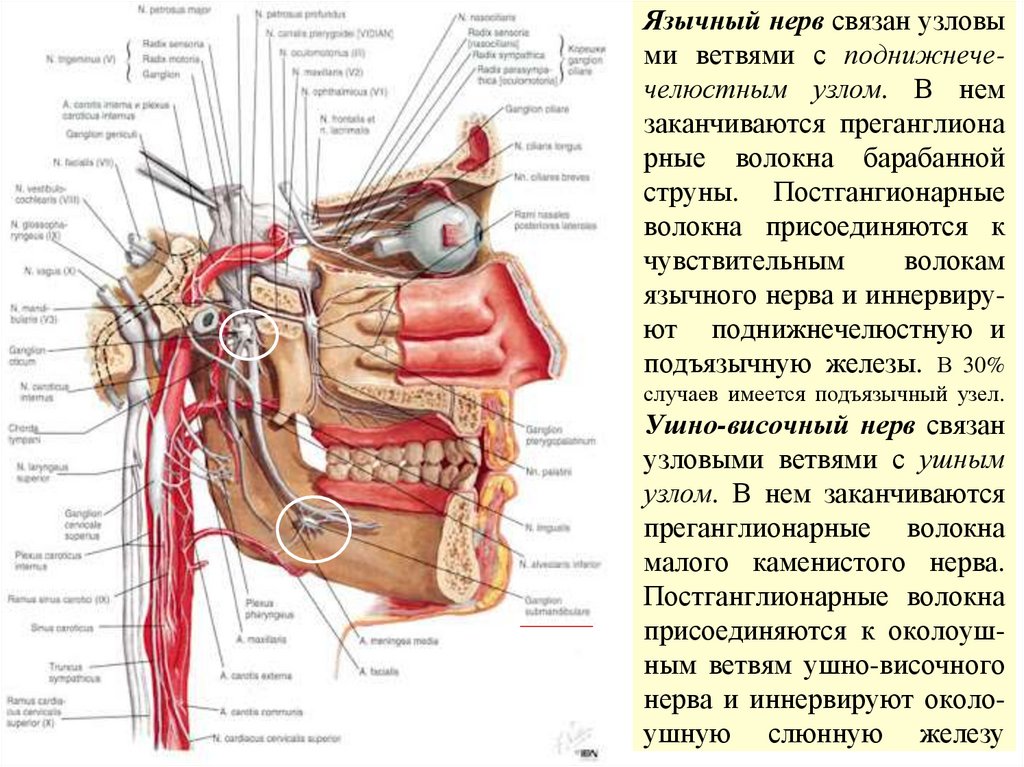 Язычный нерв связан узловы ми ветвями с поднижнече- челюстным узлом. В нем заканчиваются преганглиона рные волокна барабанной