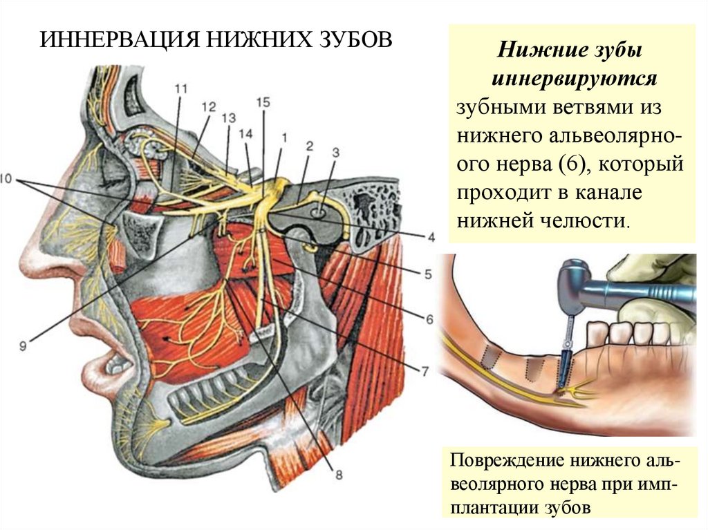 Нижние зубы иннервируются зубными ветвями из нижнего альвеолярно- ого нерва (6), который проходит в канале нижней челюсти.