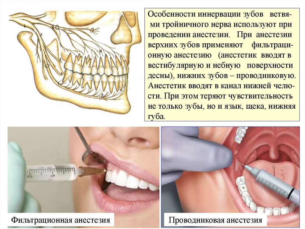 Особенности иннервации зубов ветвя- ми тройничного нерва используют при проведении анестезии. При анестезии верхних зубов