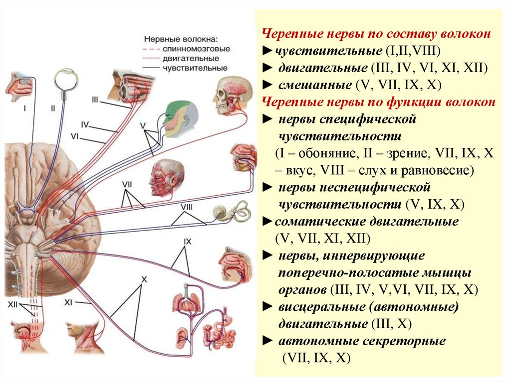 Черепные нервы по составу волокон ►чувствительные (I,II,VIII) ► двигательные (III, IV, VI, XI, XII) ► смешанные (V, VII, IX, X)