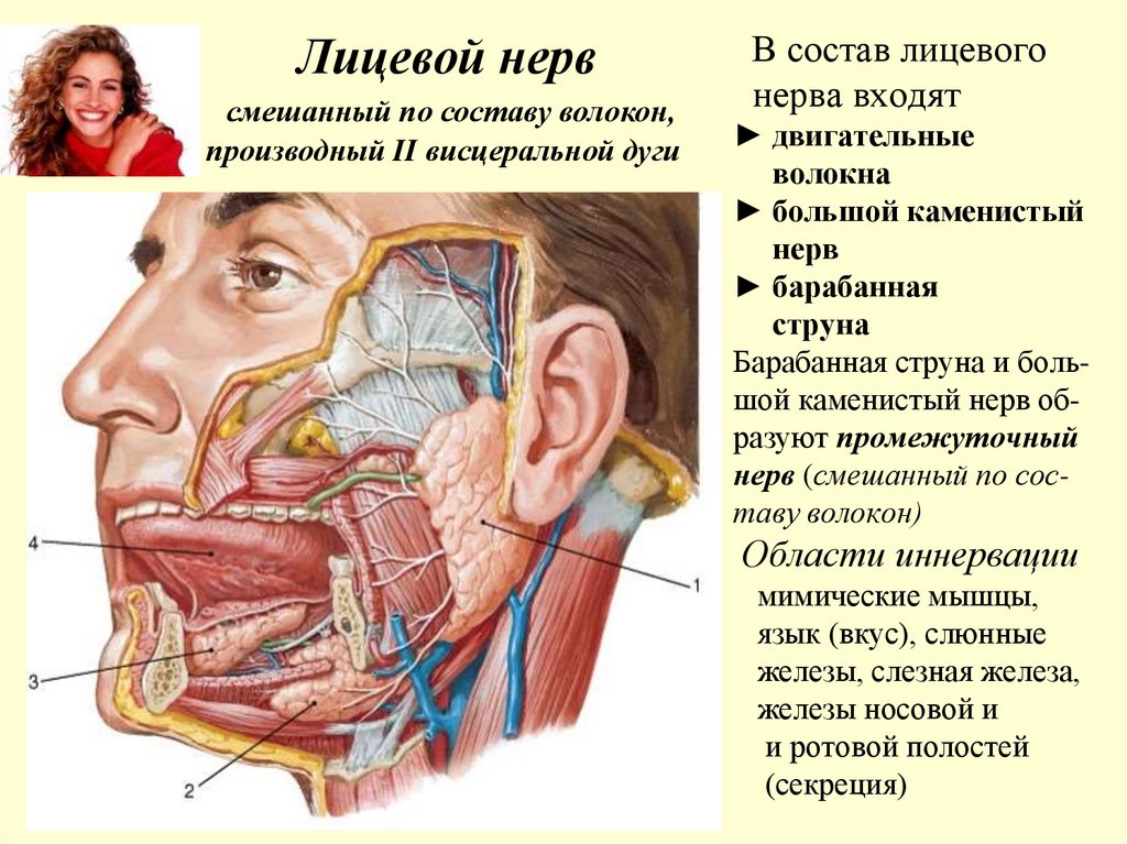 В состав лицевого нерва входят ► двигательные волокна ► большой каменистый нерв ► барабанная струна Барабанная струна и боль-