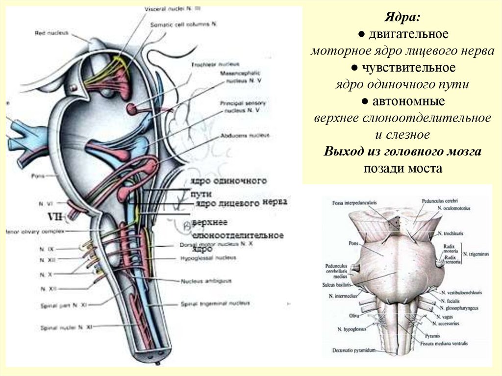 Ядра: ● двигательное моторное ядро лицевого нерва ● чувствительное ядро одиночного пути ● автономные верхнее слюноотделительное
