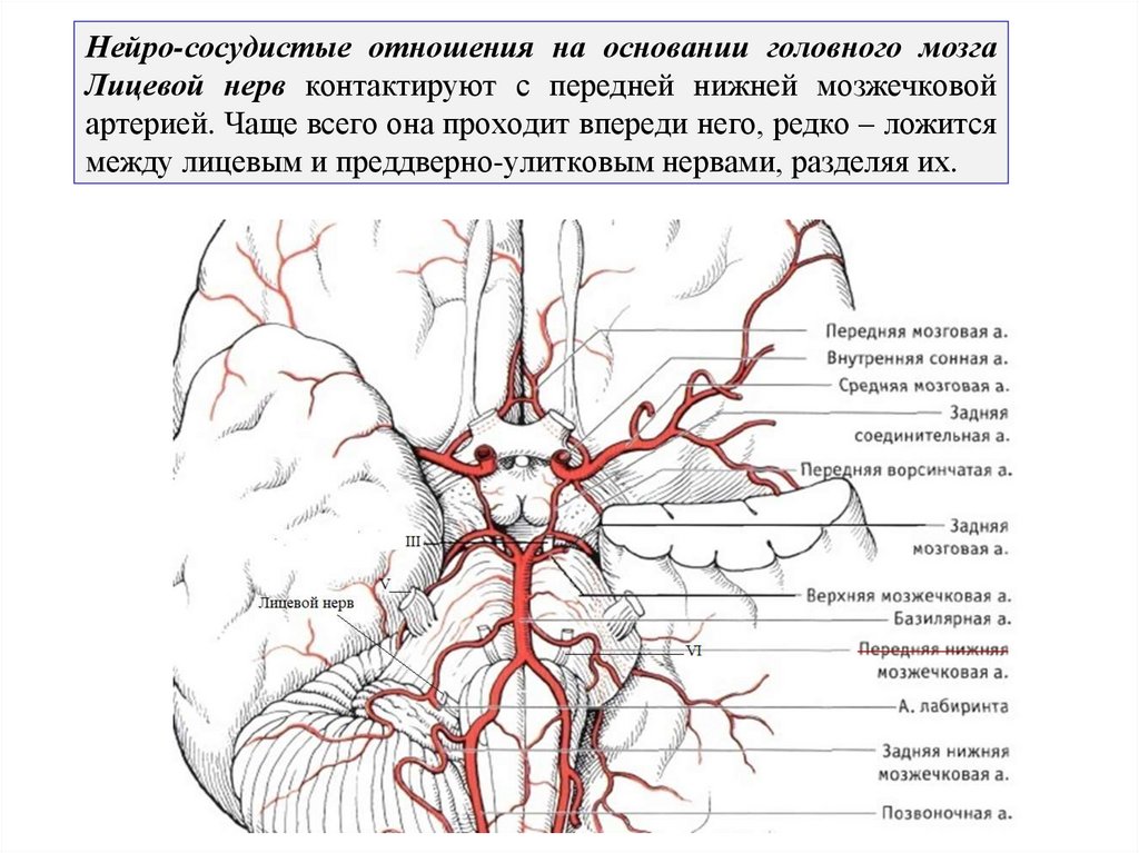 Нейро-сосудистые отношения на основании головного мозга Лицевой нерв контактируют с передней нижней мозжечковой артерией. Чаще