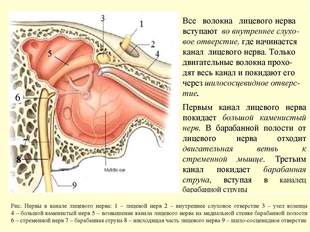 Все волокна лицевого нерва вступают во внутреннее слухо- вое отверстие, где начинается канал лицевого нерва. Только