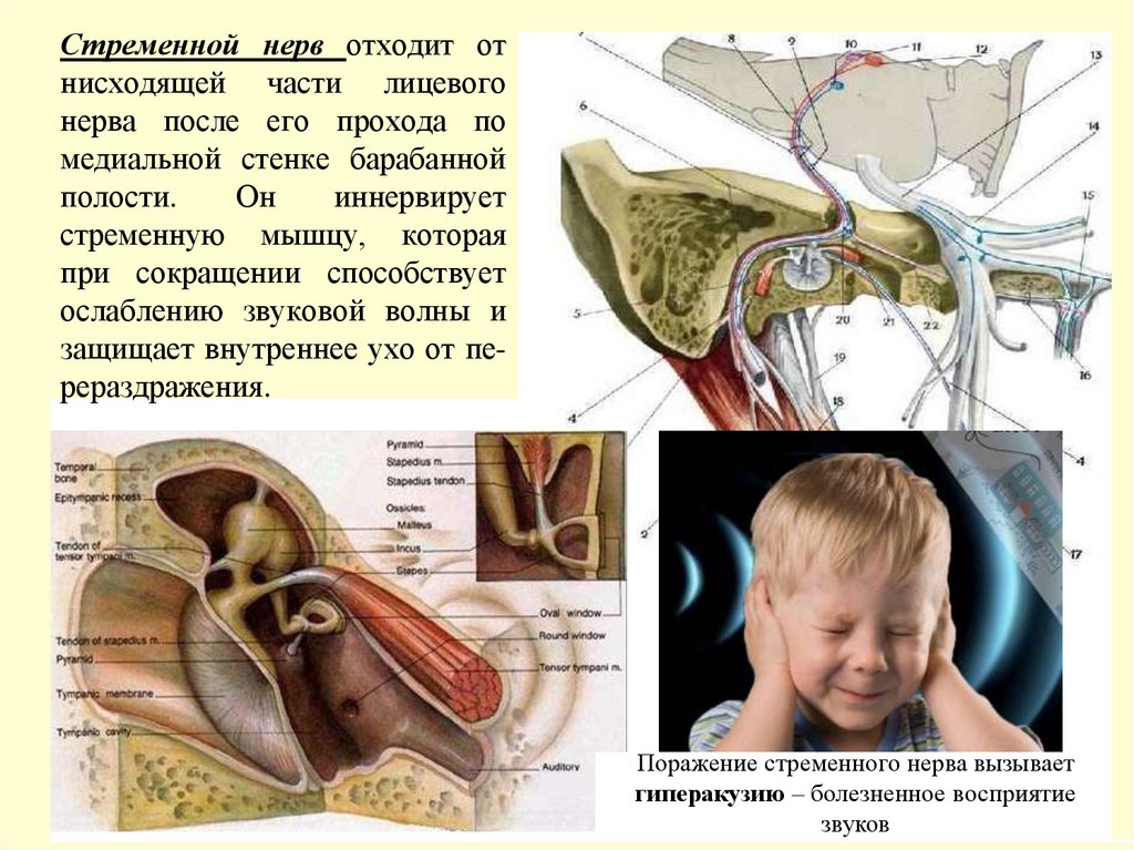 Стременной нерв отходит от нисходящей части лицевого нерва после его прохода по медиальной стенке барабанной полости. Он