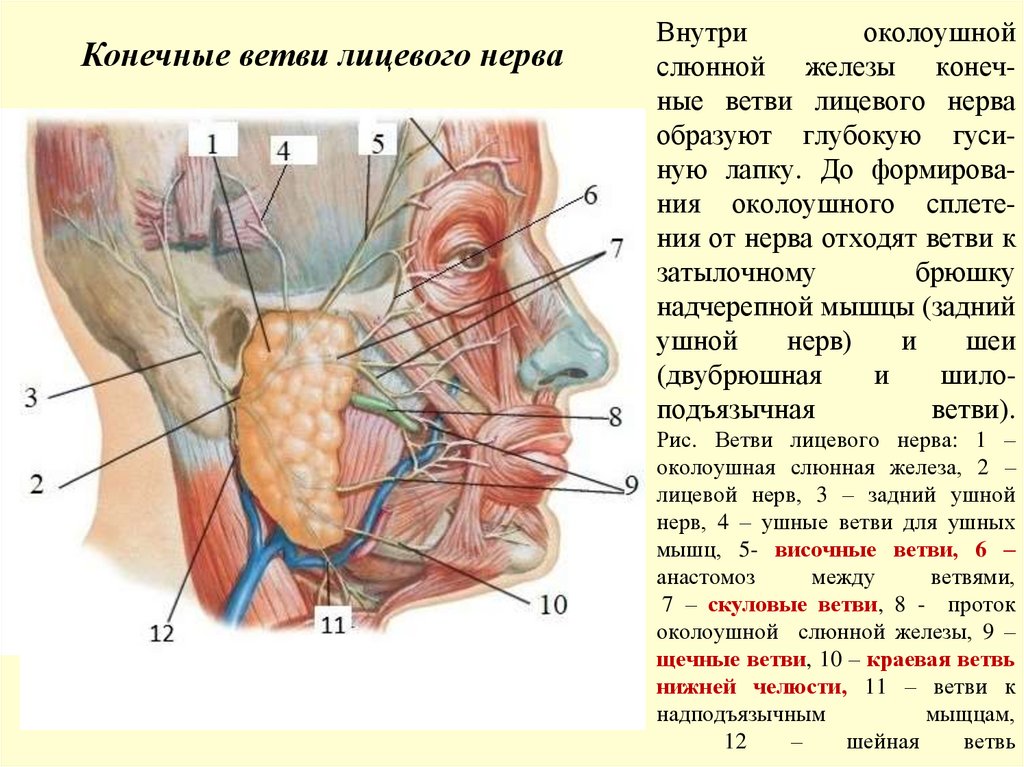 Внутри околоушной слюнной железы конеч- ные ветви лицевого нерва образуют глубокую гуси- ную лапку. До формирова- ния