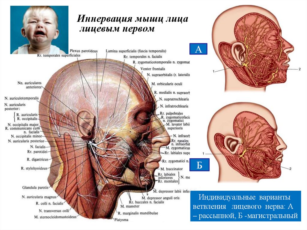 Иннервация мышц лица лицевым нервом