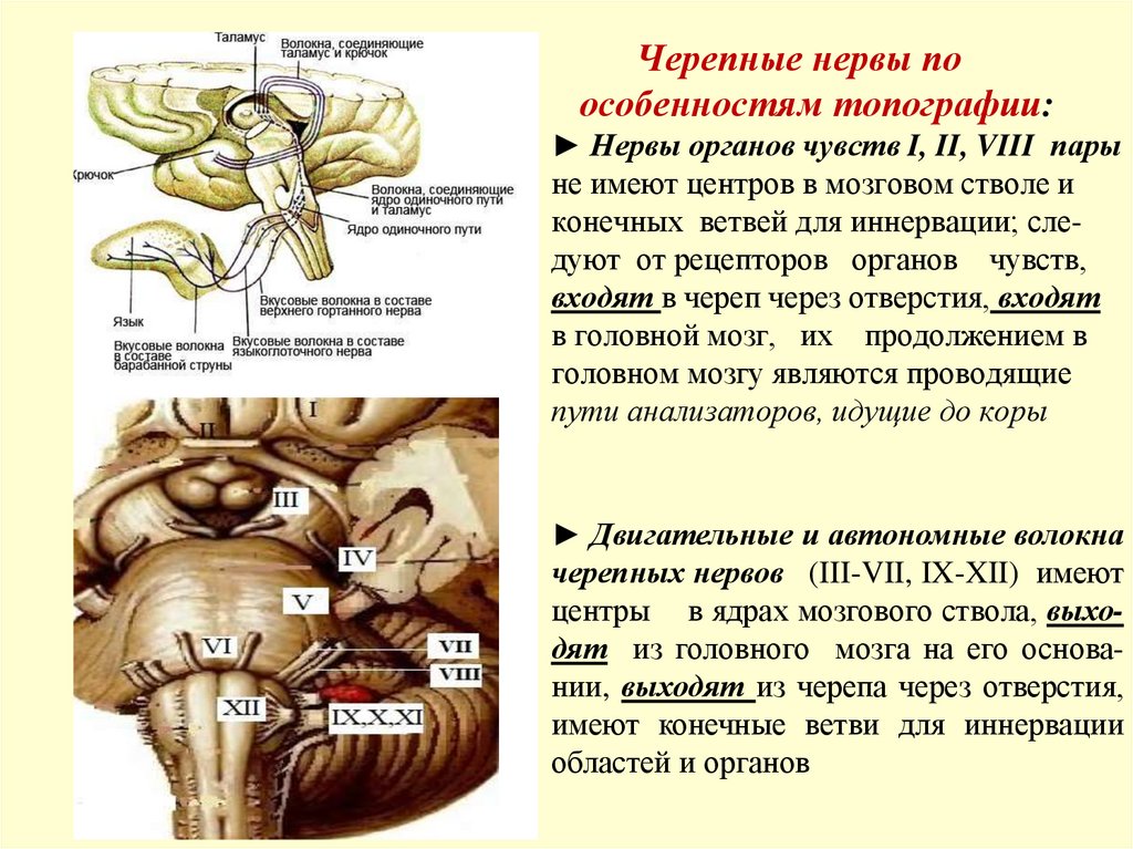 Черепные нервы по особенностям топографии: ► Нервы органов чувств I, II, VIII пары не имеют центров в мозговом стволе и