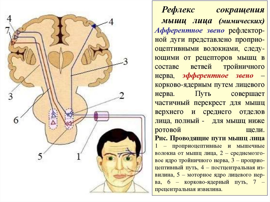 Рефлекс сокращения мышц лица (мимических) Афферентное звено рефлектор- ной дуги представлено проприо- оцептивными волокнами,