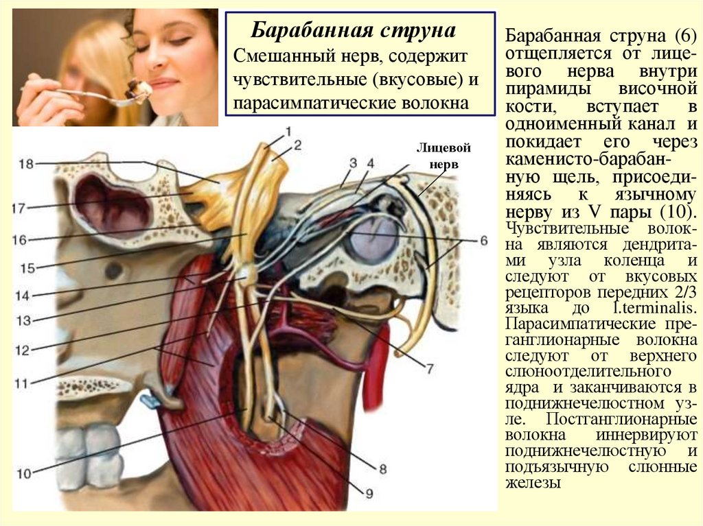 Барабанная струна (6) отщепляется от лице- вого нерва внутри пирамиды височной кости, вступает в одноименный канал и покидает