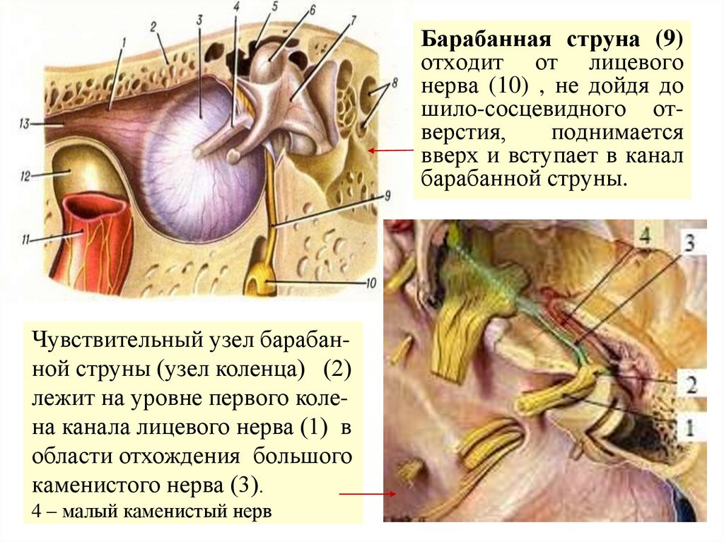 Барабанная струна (9) отходит от лицевого нерва (10) , не дойдя до шило-сосцевидного от- верстия, поднимается вверх и вступает