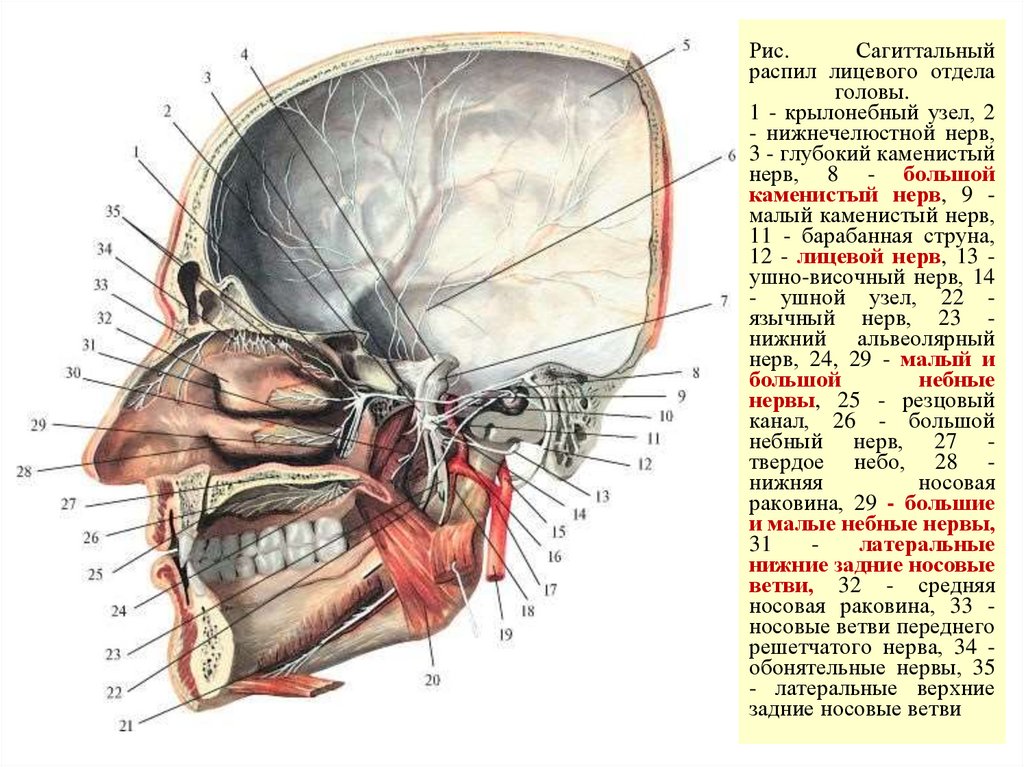 Рис. Сагиттальный распил лицевого отдела головы. 1 - крылонебный узел, 2 - нижнечелюстной нерв, 3 - глубокий каменистый нерв, 8