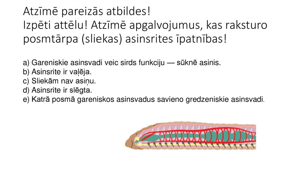 Atzīmē pareizās atbildes!  Izpēti attēlu! Atzīmē apgalvojumus, kas raksturo posmtārpa (sliekas) asinsrites īpatnības! 