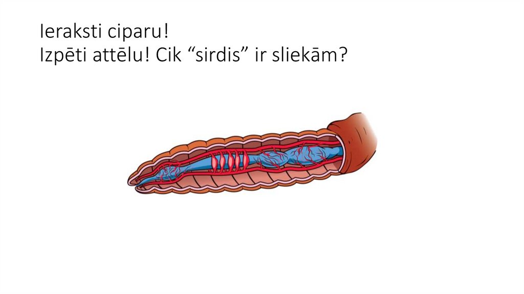 Ieraksti ciparu!  Izpēti attēlu! Cik “sirdis” ir sliekām? 