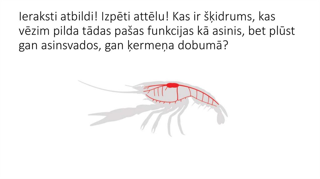 Ieraksti atbildi! Izpēti attēlu! Kas ir šķidrums, kas vēzim pilda tādas pašas funkcijas kā asinis, bet plūst gan asinsvados,