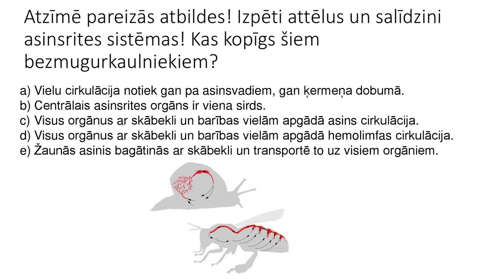 Atzīmē pareizās atbildes! Izpēti attēlus un salīdzini asinsrites sistēmas! Kas kopīgs šiem bezmugurkaulniekiem? 