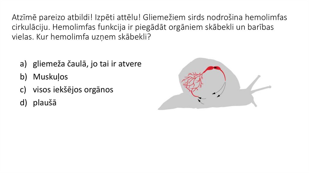 Atzīmē pareizo atbildi! Izpēti attēlu! Gliemežiem sirds nodrošina hemolimfas cirkulāciju. Hemolimfas funkcija ir piegādāt