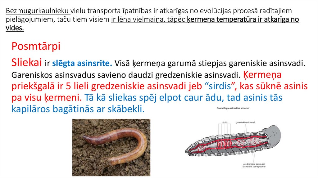 Bezmugurkaulnieku vielu transporta īpatnības ir atkarīgas no evolūcijas procesā radītajiem pielāgojumiem, taču tiem visiem ir