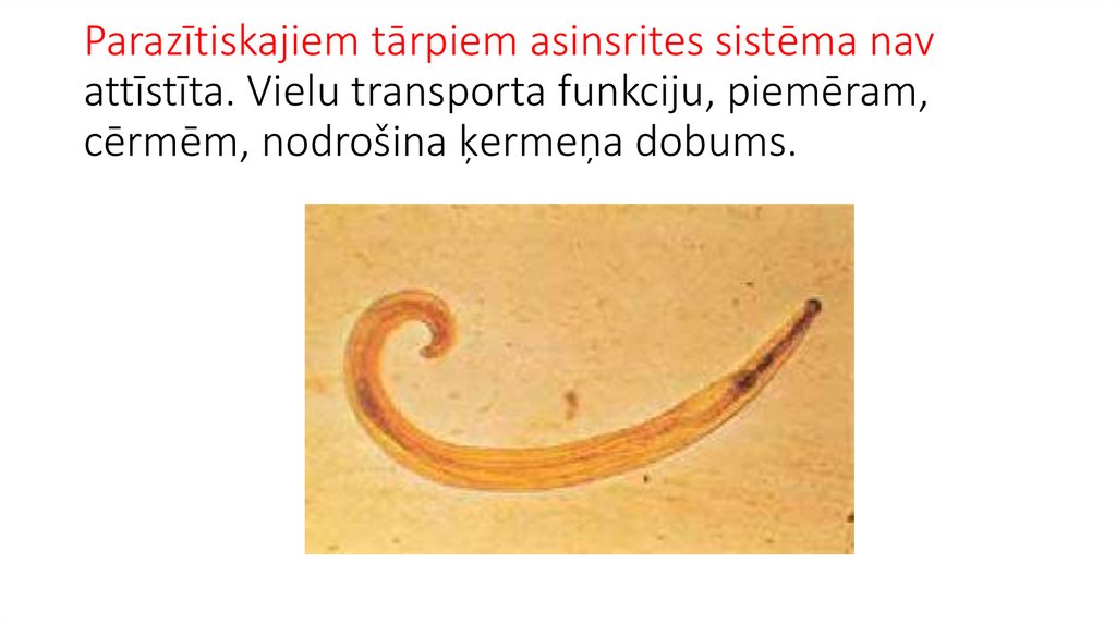 Parazītiskajiem tārpiem asinsrites sistēma nav attīstīta. Vielu transporta funkciju, piemēram, cērmēm, nodrošina ķermeņa