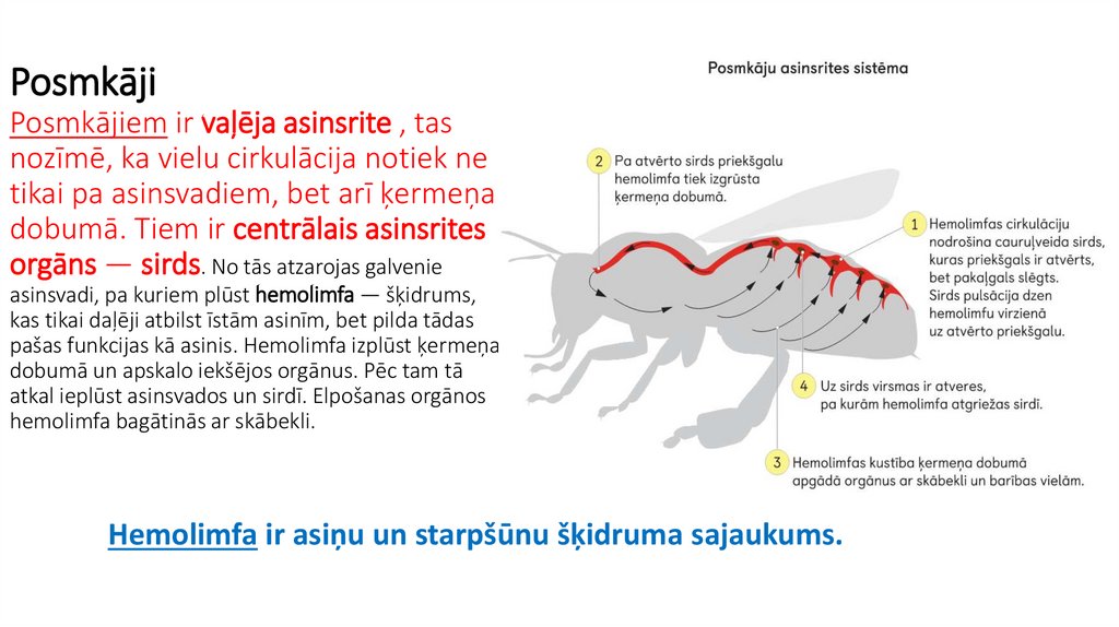 Posmkāji Posmkājiem ir vaļēja asinsrite , tas nozīmē, ka vielu cirkulācija notiek ne tikai pa asinsvadiem, bet arī ķermeņa