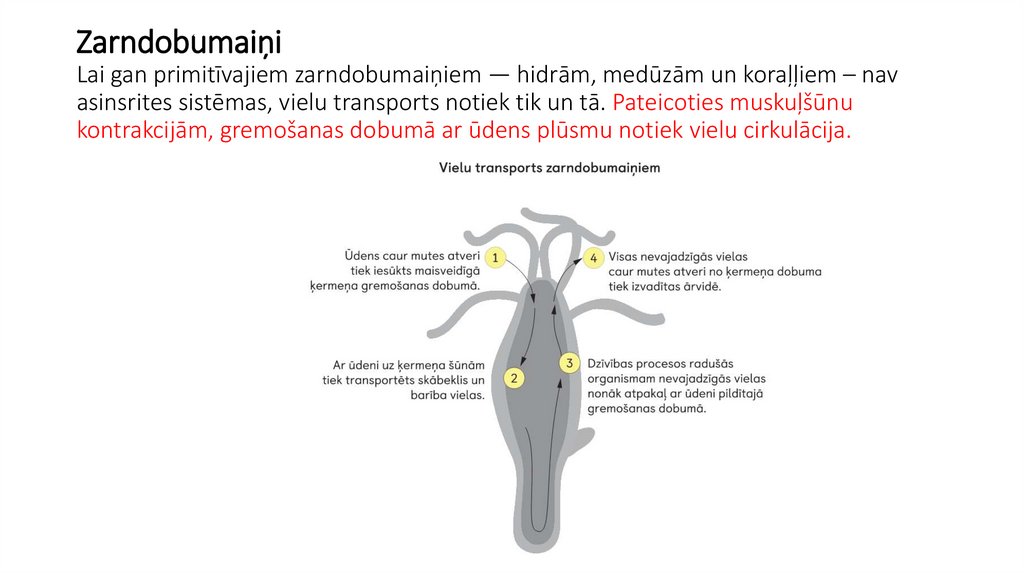 Zarndobumaiņi Lai gan primitīvajiem zarndobumaiņiem — hidrām, medūzām un koraļļiem – nav asinsrites sistēmas, vielu transports
