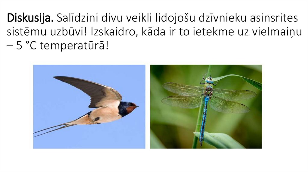 Diskusija. Salīdzini divu veikli lidojošu dzīvnieku asinsrites sistēmu uzbūvi! Izskaidro, kāda ir to ietekme uz vielmaiņu – 5