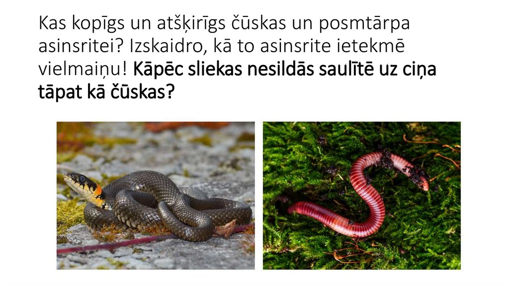 Kas kopīgs un atšķirīgs čūskas un posmtārpa asinsritei? Izskaidro, kā to asinsrite ietekmē vielmaiņu! Kāpēc sliekas nesildās