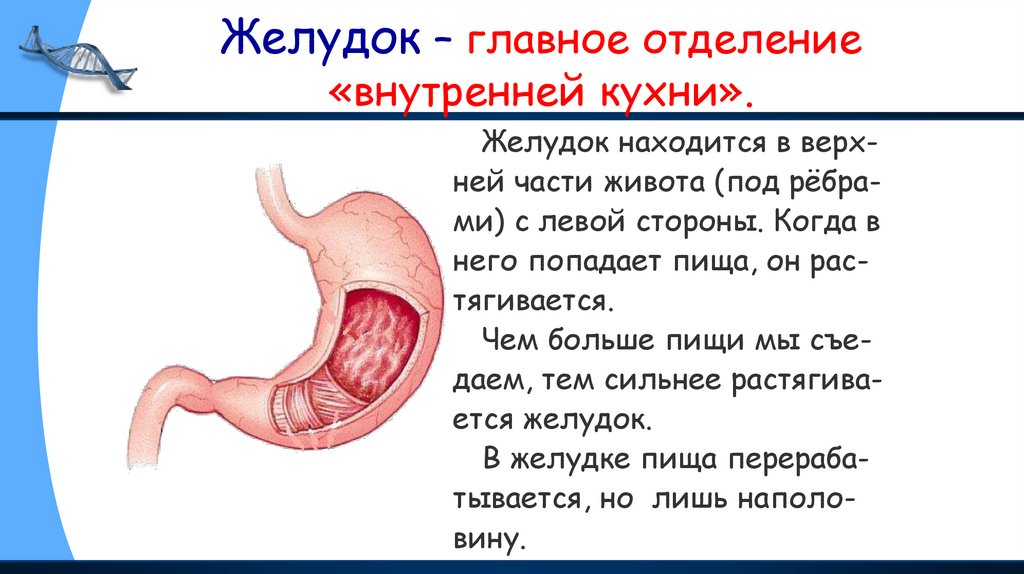 Желудок – главное отделение «внутренней кухни».