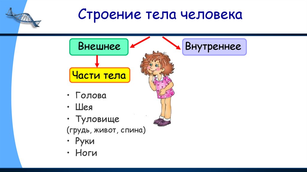 Строение тела человека