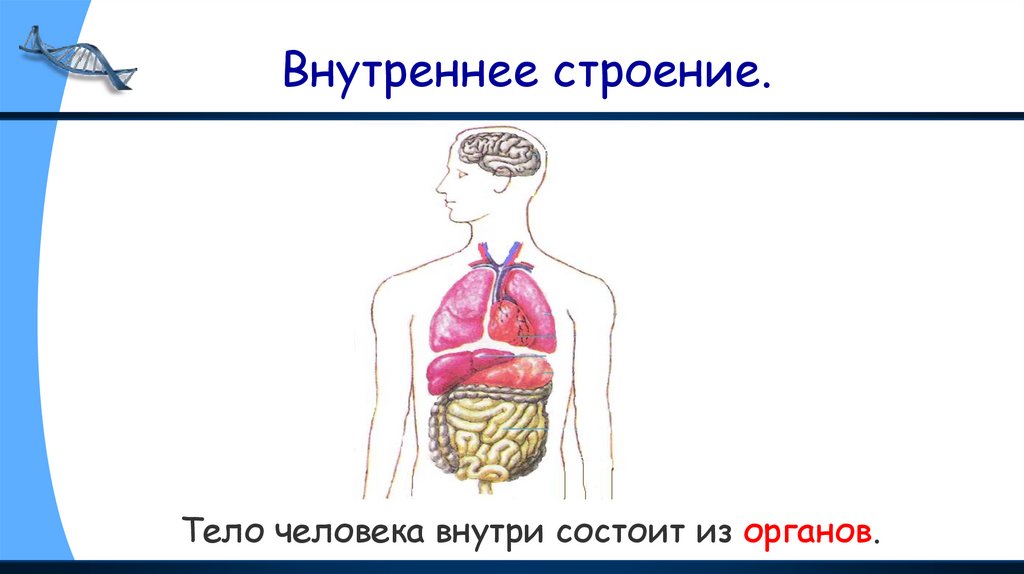Внутреннее строение.
