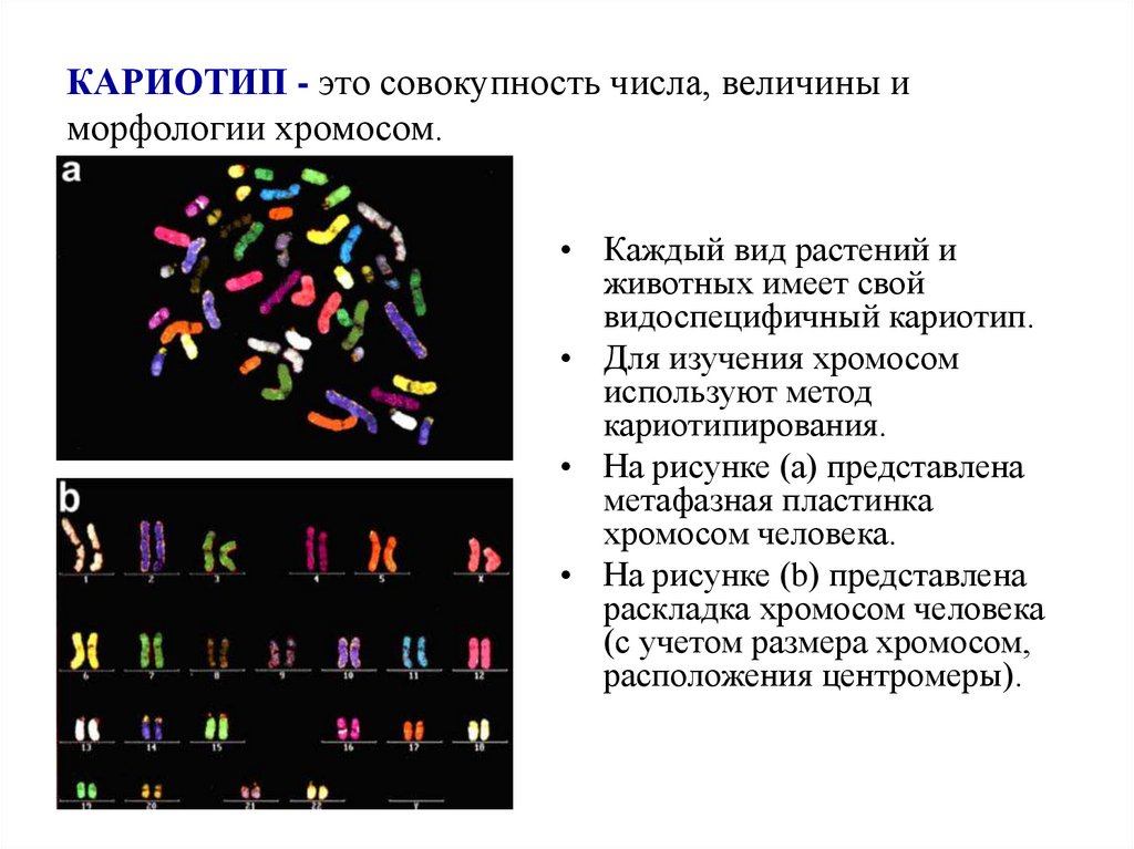 КАРИОТИП - это совокупность числа, величины и морфологии хромосом.
