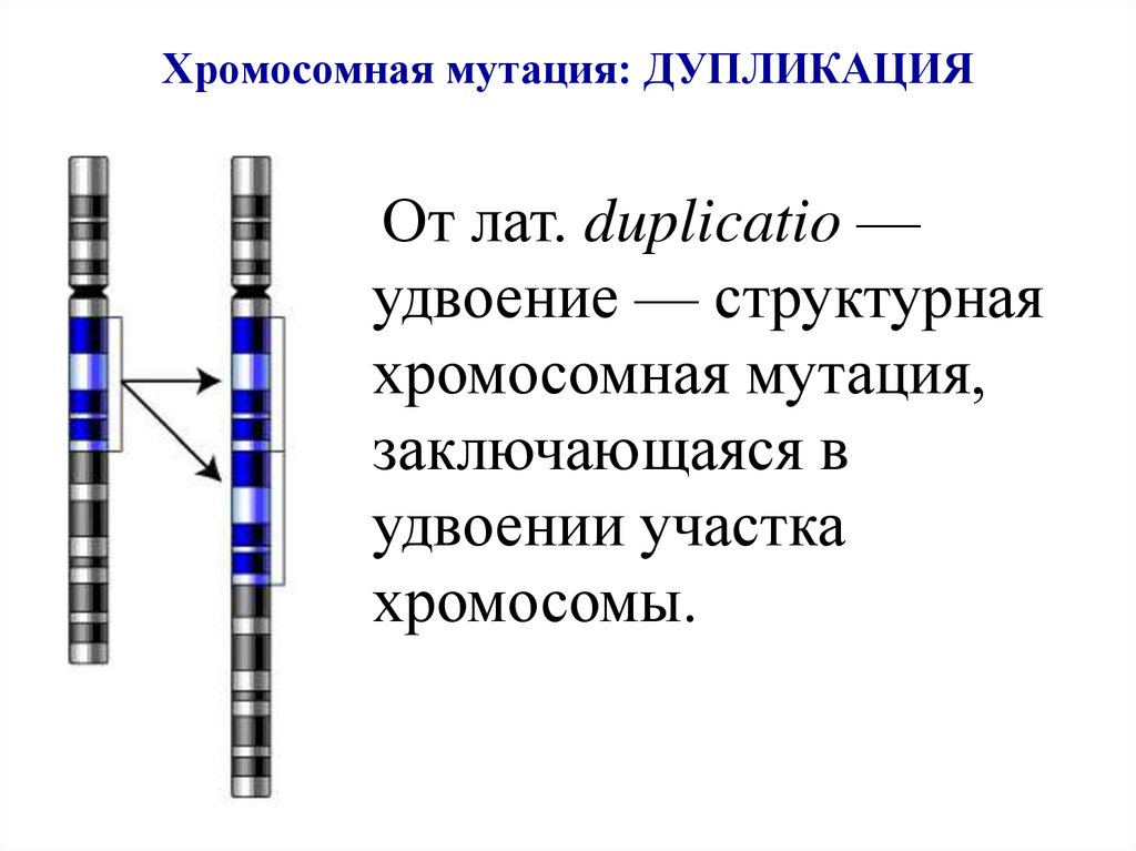 Хромосомная мутация: ДУПЛИКАЦИЯ