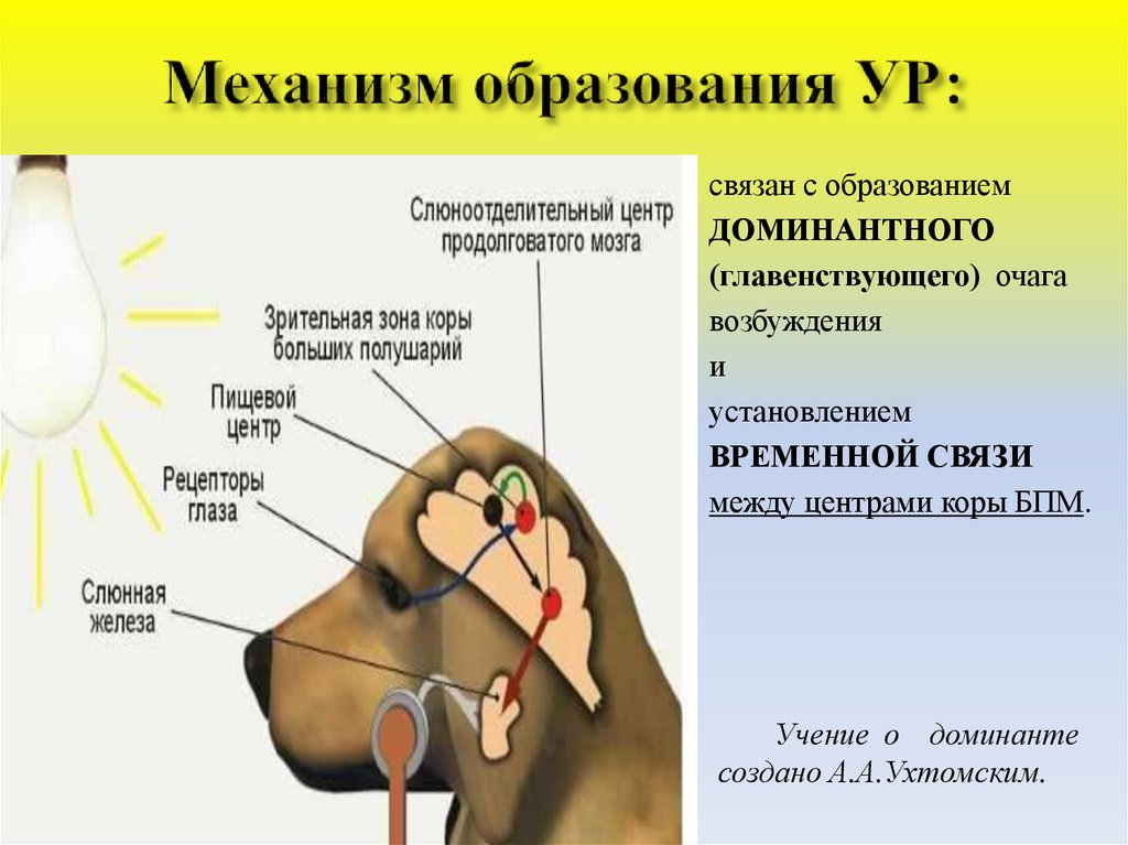 Механизм образования УР:
