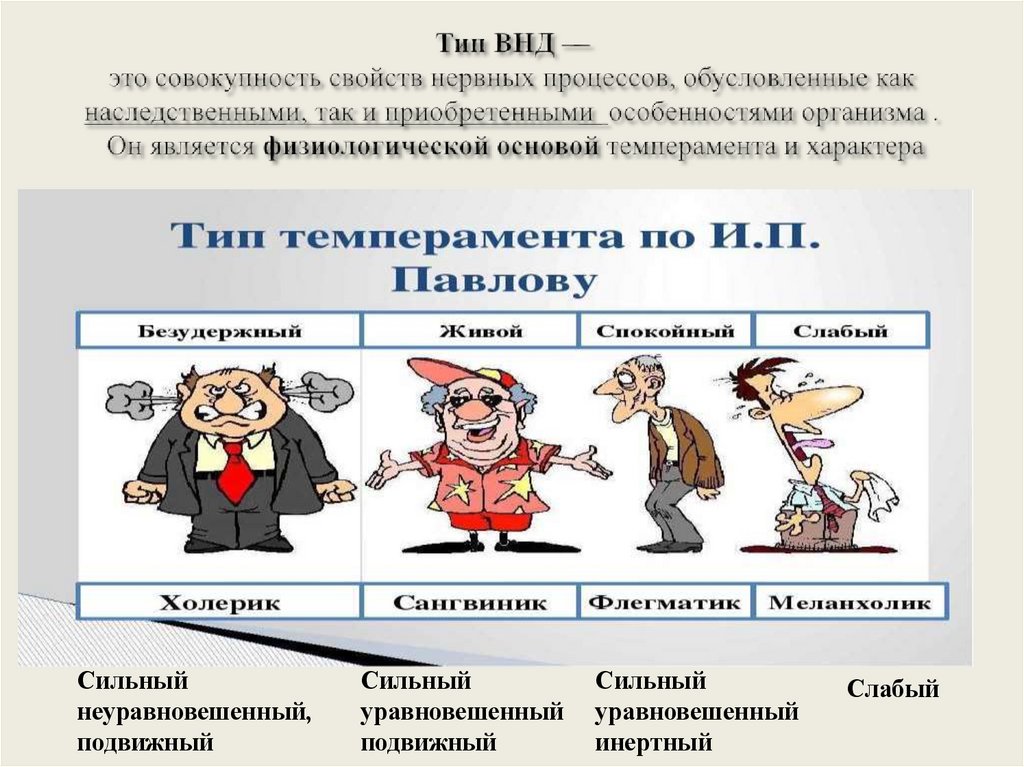 Тип ВНД — это совокупность свойств нервных процессов, обусловленные как наследственными, так и приобретенными особенностями