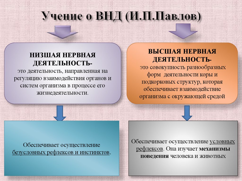 Учение о ВНД (И.П.Павлов)