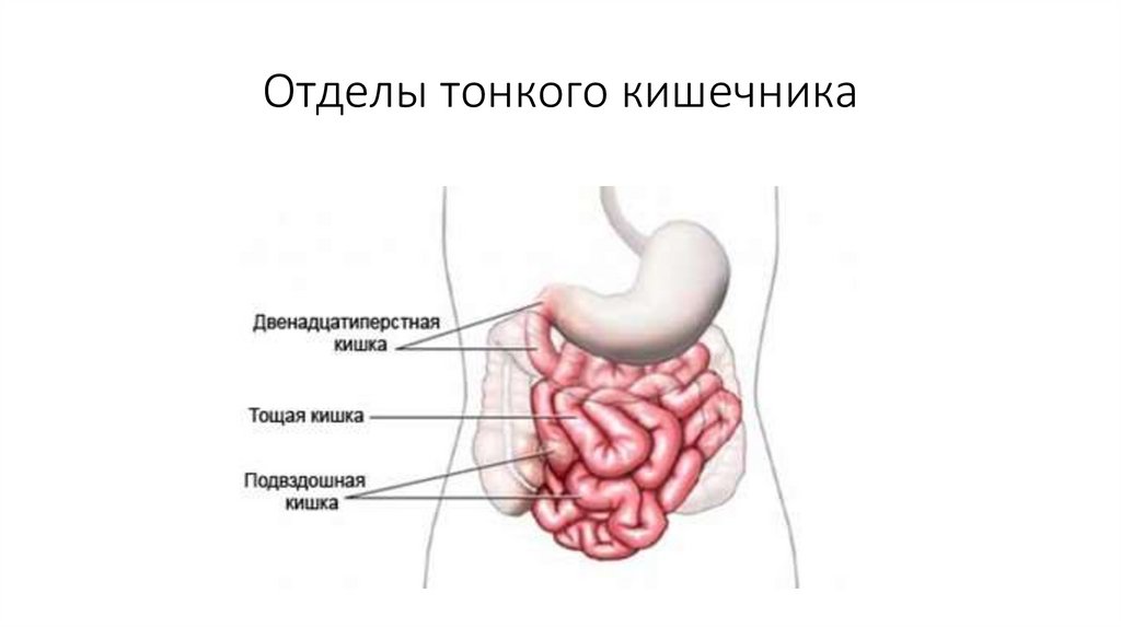 Отделы тонкого кишечника