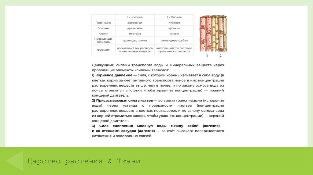 Царство растения & Ткани