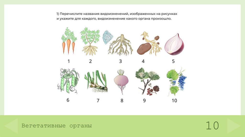 Вегетативные органы