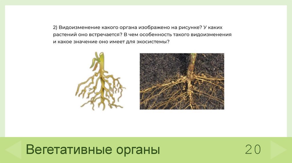 Вегетативные органы