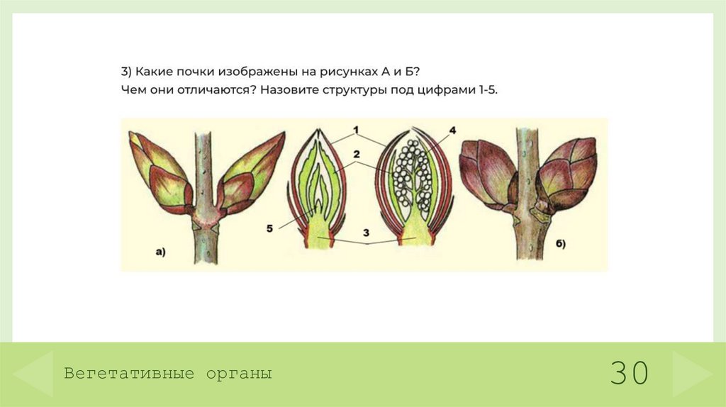 Вегетативные органы