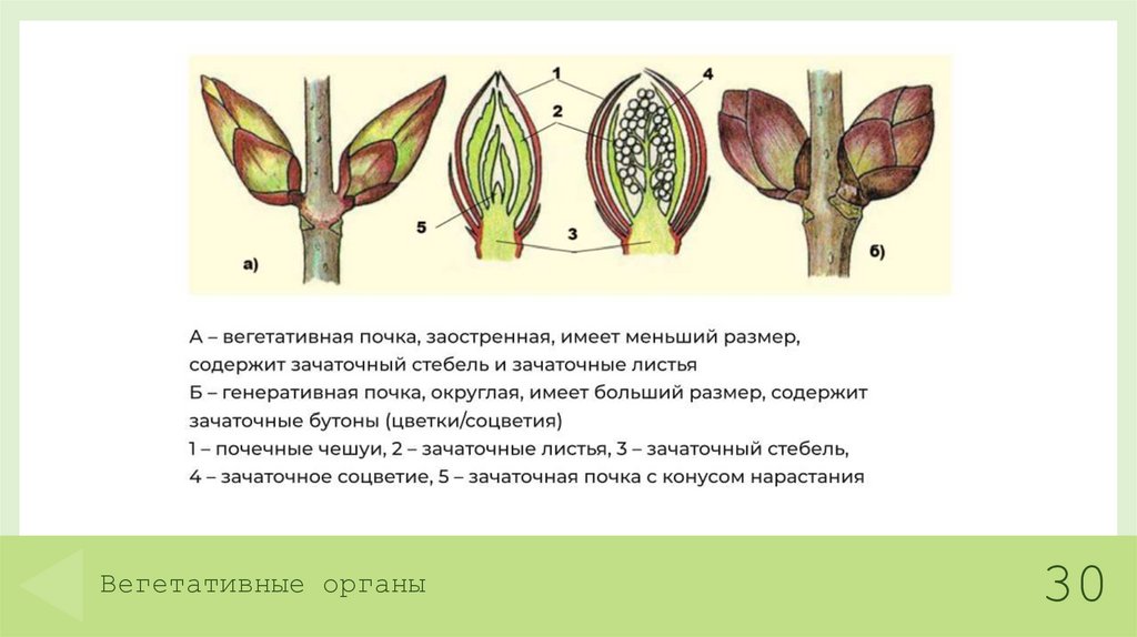 Вегетативные органы