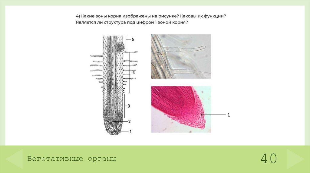 Вегетативные органы