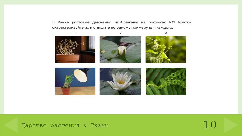 Царство растения & Ткани