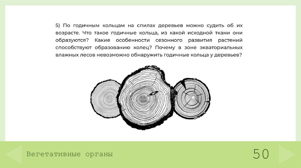 Вегетативные органы